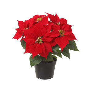 4" Red Poinsettias - Maintenance Options