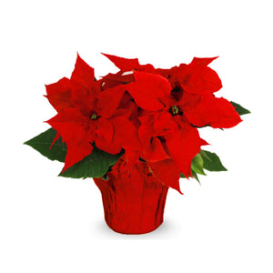 4" Red Poinsettias - Maintenance Options
