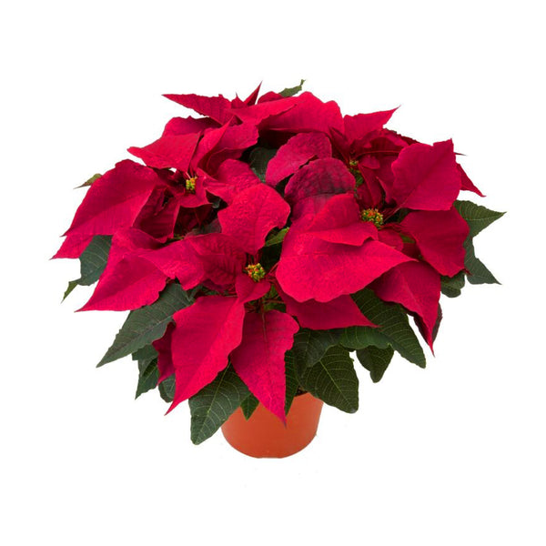 6" Poinsettias - Red and White