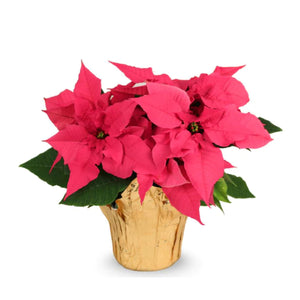 6" Poinsettias - Red and White