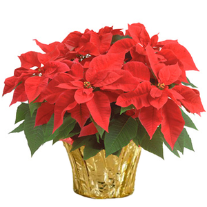 6" Poinsettias - Red and White