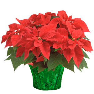 6" Poinsettias - Red and White