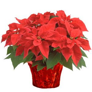 6" Poinsettias - Red and White