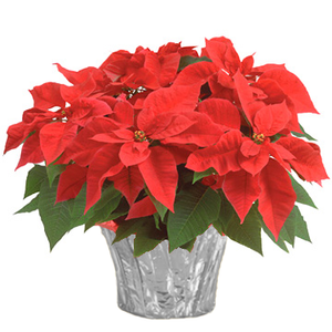 6" Poinsettias - Red and White
