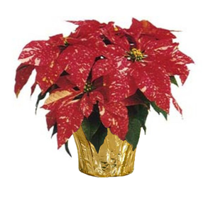 6" Poinsettias - Red and White