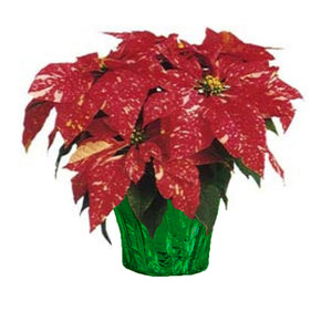 6" Poinsettias - Red and White