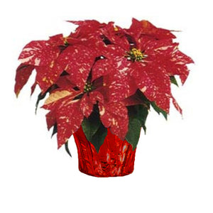 6" Poinsettias - Red and White