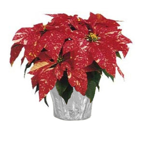 6" Poinsettias - Red and White