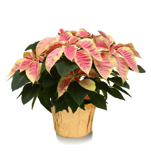 6" Poinsettias - Red and White