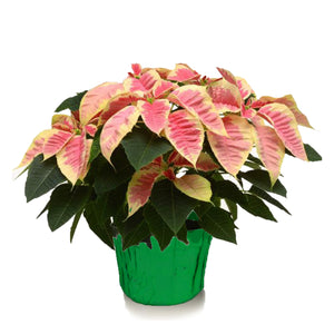 6" Poinsettias - Red and White