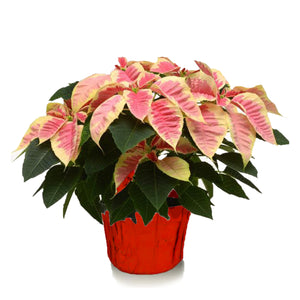 6" Poinsettias - Red and White