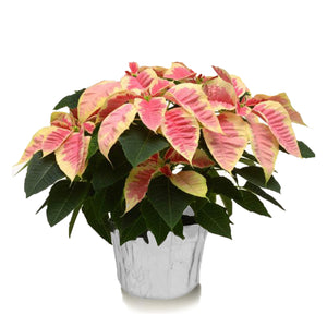 6" Poinsettias - Red and White