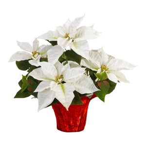6" Poinsettias - Red and White