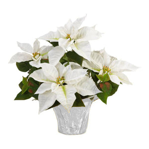 6" Poinsettias - Red and White