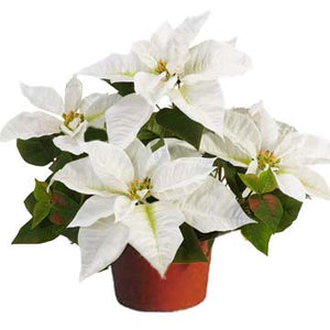 6" Poinsettias - Red and White