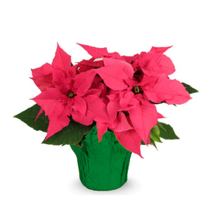6" Poinsettias - Red and White