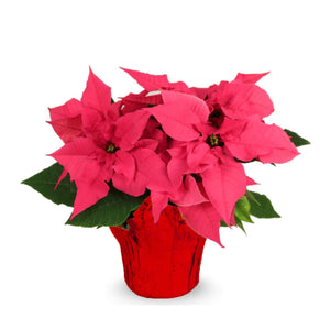 6" Poinsettias - Red and White