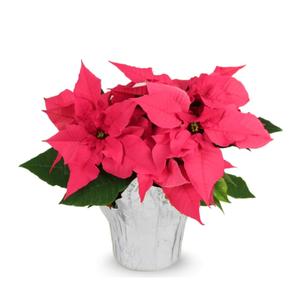 6" Poinsettias - Red and White