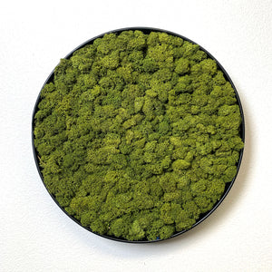 Framed Round Moss Wall Art - 4 Sizes
