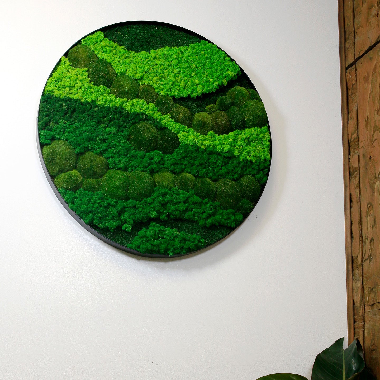 Framed Round Moss Wall Art - 4 Sizes - Shop Green Oasis