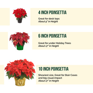 4" Red Poinsettias - Maintenance Options