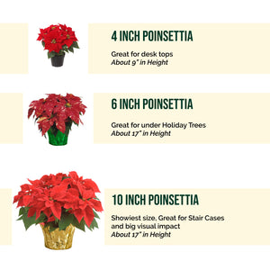 6" Poinsettias - Red and White