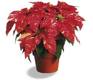 6" Poinsettias - Red and White