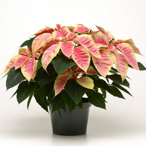 6" Poinsettias - Red and White