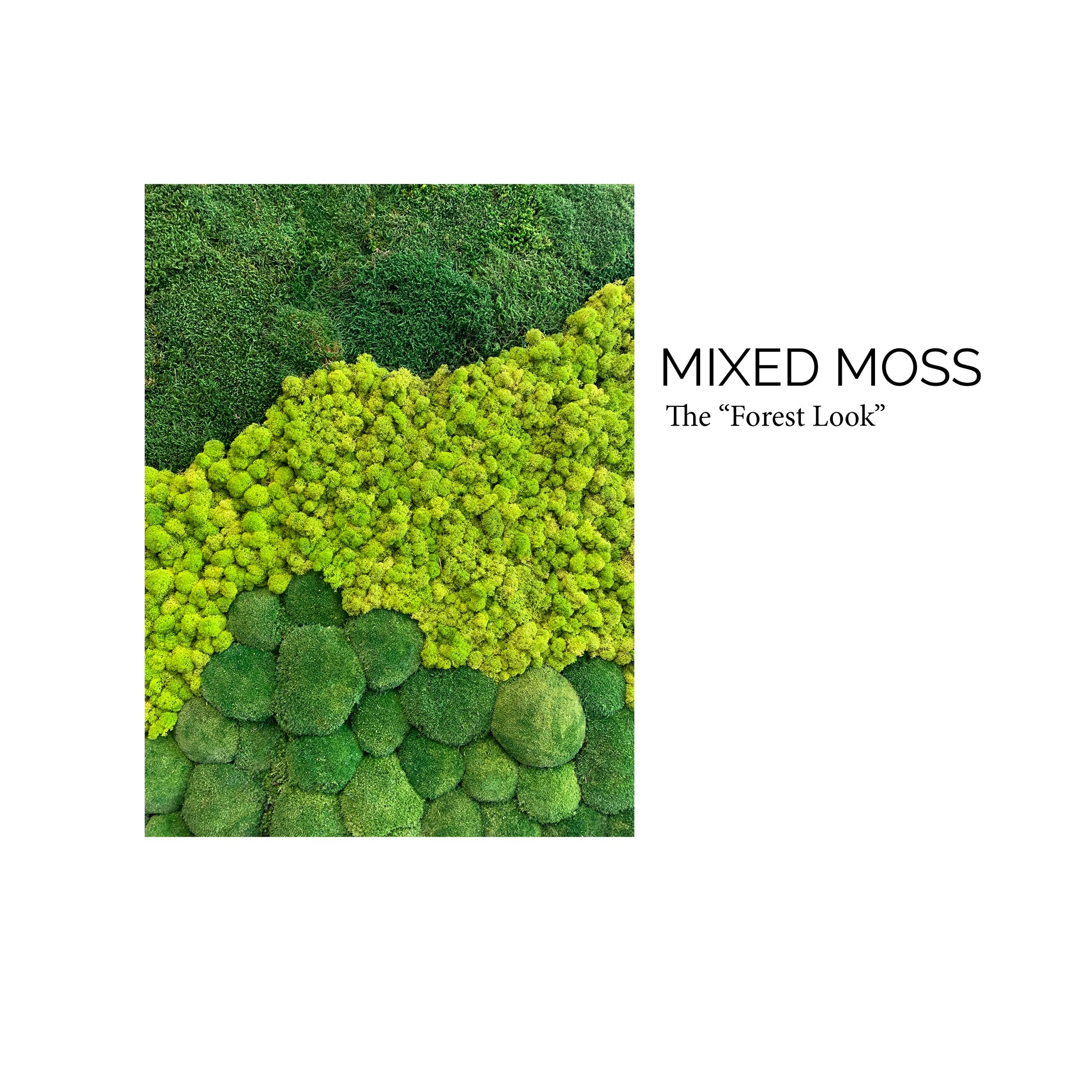 US Map Moss Wall - Moss Wall Art - Shop Green Oasis