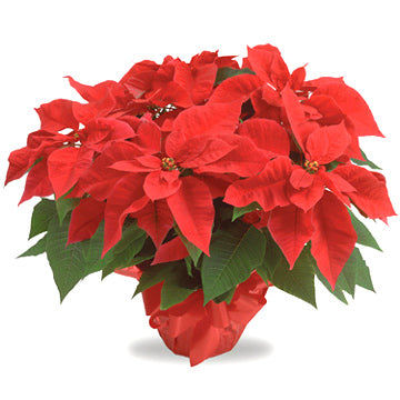 6.5" Poinsettias - Multiple Color Options